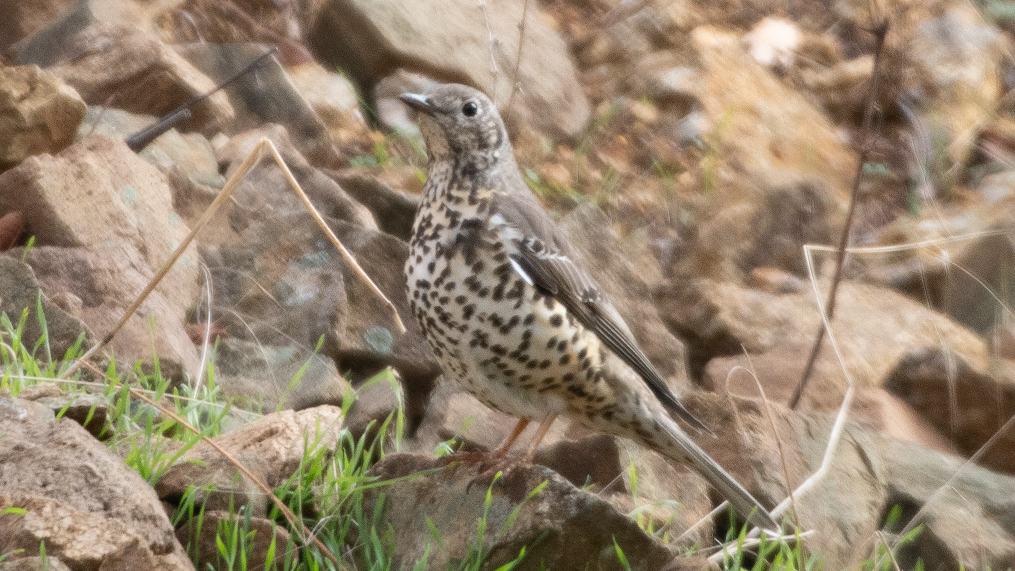 Mistle Thrush
